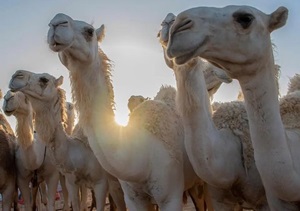 Camel Club Launches Camel Auction in Tabuk Tomorrow