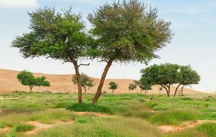 The Diverse Flora of Imam Abdulaziz bin Mohammed Royal Reserve: A Biodiversity Haven”