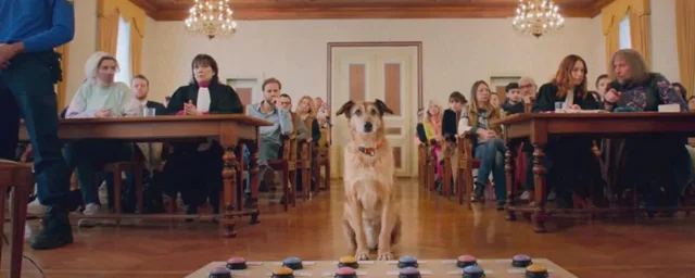 Kodi, the Loiret dog, wins the prestigious Palm Dog at the 2024 Cannes Film Festival